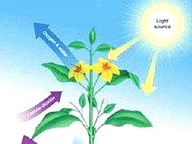 植物生理生態監測設備